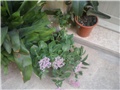 Sedum spectabile